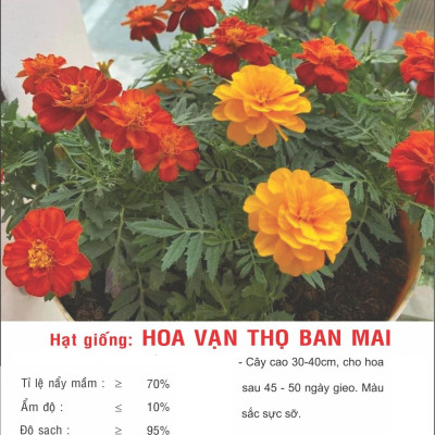 Hạt giống hoa Vạn Thọ Ban Mai VTP122