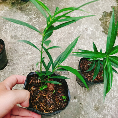 Cây đào tiên Nhật Bản - cây ăn quả - 1 năm ra quả + tặng phân bón