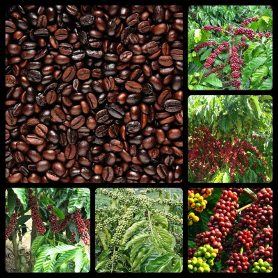 Tinh dầu Cà Phê (Coffee) 100ml Mộc Mây - tinh dầu thiên nhiên nguyên chất 100% - chất lượng và mùi hương vượt trội