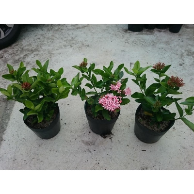 Cây Mẫu Đơn Hồng (Lá Trung) - cây bông trang hồng + tặng phân bón cho cây