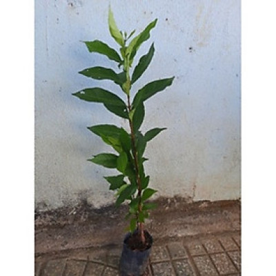 Cây sắn thuyền ươm hạt cao khoảng 50cm