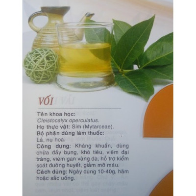 Cây vối nếp, chiều cao 60cm