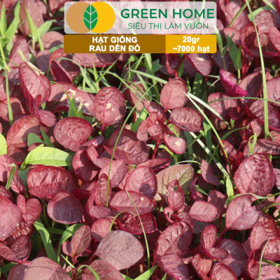 Hạt Giống Rau Dền Đỏ GreenHome, Gói 20gr~7000 hạt, Dễ Trồng Quanh Năm, Thu Hoạch Nhanh R24