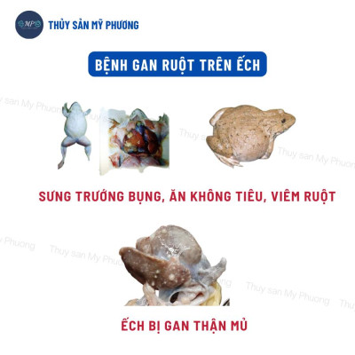 Men tiêu hóa nông to đường ruột men sống ngừa kích thích tăng đề kháng lớn nhanh tăng trọng tôm thẻ cá lươn ếch ốc ba ba