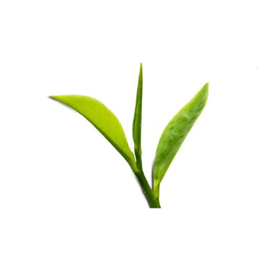 Combo 02 Hộp trà xanh Tân Cương - Trà Tân Cương Tước Thiệt 100 gram