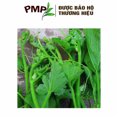 Hạt Giống Bí Siêu Ngọn PMP