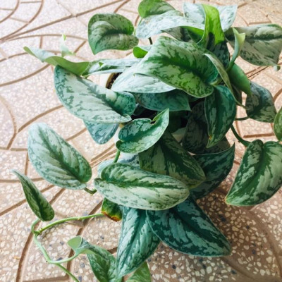 Cây trầu bà pháp - cây cảnh để trong nhà + tặng phân bón cho cây