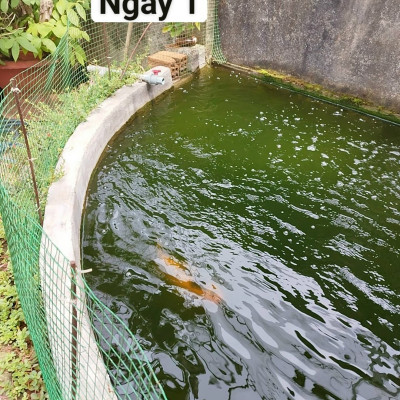 Đèn UV AQUA+ SUV 20-200W Diệt Tảo Khuẩn Hồ Cá, Nước Thải, Sinh Hoạt Tự Chìm