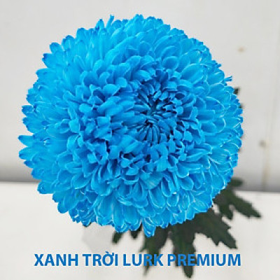 Gói Bột Nhuộm Hoa tươi Premium Color (7g pha 1L nước  màu hoa) nhuộm Hơn 250 Cành Hoa Nhanh Chóng và Hiệu Quả, An Toàn Cho Người Sử Dụng Tại Nhà