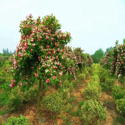 Cây Hoa Đại Cát - cây cảnh đẹp + tặng phân bón cho cây