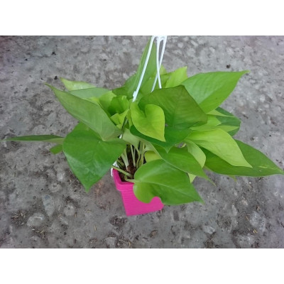 Cây Trầu Bà Tim Vàng - cây cảnh để trong nhà + tặng phân bón cho cây