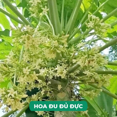 Hạt giống cây Đu đủ Đực siêu bông VTP194