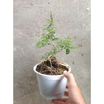 Cây Cần Thăng - Cây cảnh Bonsai + Tặng phân bón cho cây