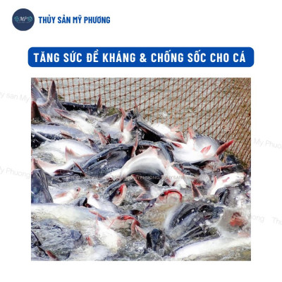 Thảo dược tăng đề kháng chống sốc Beta Glucan C tinh chất tỏi tăng cường chức năng gan vitamin c tôm thẻ cá lươn ếch ốc