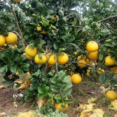 Tinh dầu Bưởi Chùm (bưởi Hồng, bưởi Úc) 100ml Mộc Mây - tinh dầu thiên nhiên nguyên chất 100% - chất lượng và mùi hương vượt trội