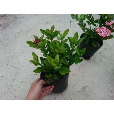 Cây Mẫu Đơn Hồng (Lá Trung) - cây bông trang hồng + tặng phân bón cho cây