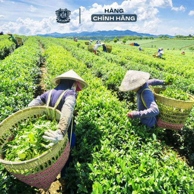 Trà Ô long Sâm Dây Ngọc Linh túi lọc thơm ngon 30g