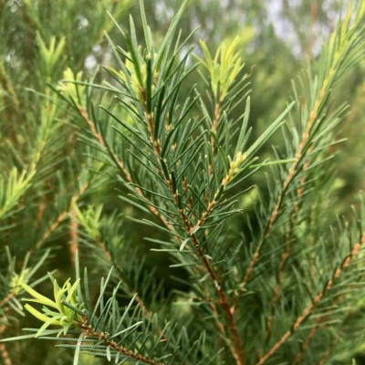 Tinh dầu Tràm Trà 50ml Mộc Mây - tinh dầu nguyên chất 100% từ thiên nhiên - chất lượng và mùi hương vượt trội