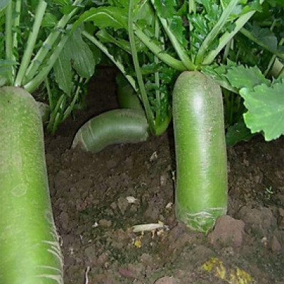 Hạt giống Củ cải xanh  - củ Cải đường cao sản củ to giòn ngọt VTP67