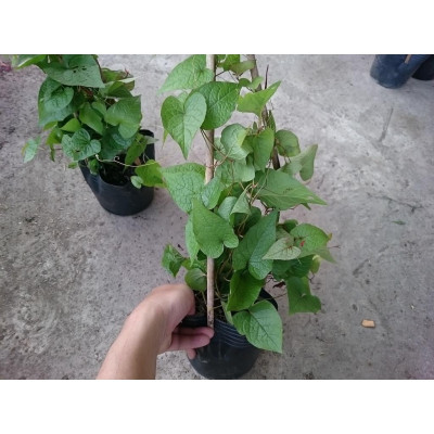 Cây hoa tigon - cây cảnh vườn + tặng phân bón cho cây