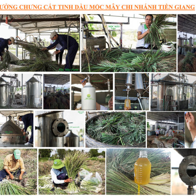 Tinh dầu Sả Java 50ml Mộc Mây - tinh dầu thiên nhiên nguyên chất 100% - chất lượng và mùi hương vượt trội