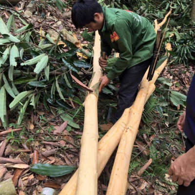 Tinh dầu Quế 10ml nguyên chất từ thiên nhiên - Mộc Mây