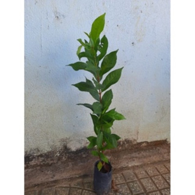 Cây sắn thuyền ươm hạt cao khoảng 50cm