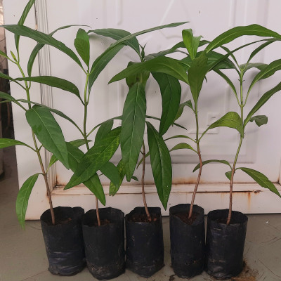 Combo 5 cây nhàu, chiều cao khoảng 25cm
