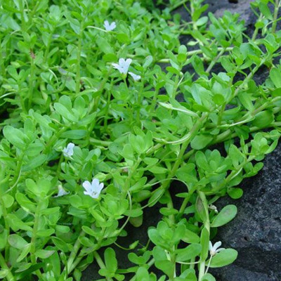Hạt giống Rau đắng bò đất VTP150