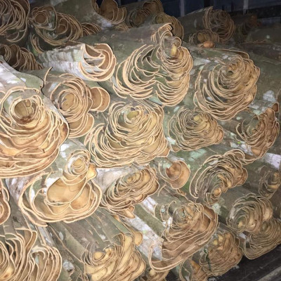 Tinh dầu Quế 10ml nguyên chất từ thiên nhiên - Mộc Mây