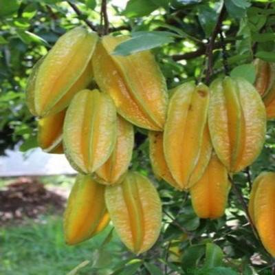 Cây Khế Ngọt - cây ăn quả + tặng phân bón cho cây
