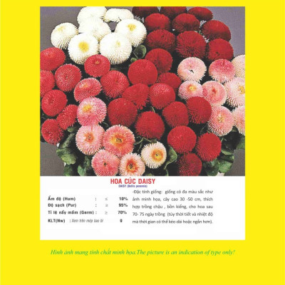 Hạt giống hoa cúc Daisy - cúc Bellis VTP71