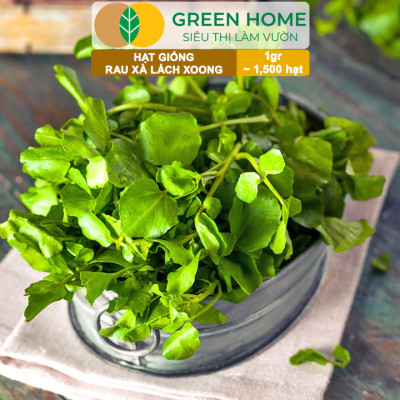 Hạt Giống Rau Xà Lách Xoong Greenhome, Gói 0.1g~1500 hạt, Dễ Trồng Quanh Năm, Độ Nảy Mầm Cao, Thu Hoạch Nhanh, Năng Suất Cao R01