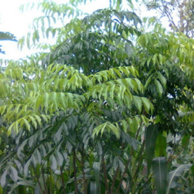 Lá cây mắc mật