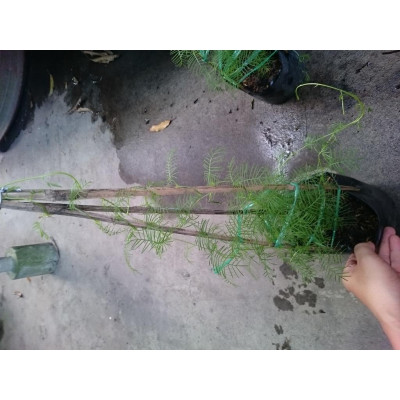 Hoa tóc tiên đỏ dây leo - cây cảnh vườn + tặng phân bón cho cây