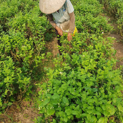 Tinh dầu hoa Lài (nhài) 10ml Mộc Mây - tinh dầu nguyên chất 100% từ thiên nhiên - chất lượng và mùi hương vượt trội