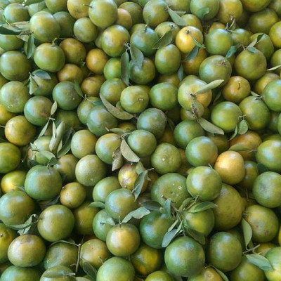 Tinh dầu Cam ngọt 50ml Mộc Mây - tinh dầu thiên nhiên nguyên chất 100% - chất lượng và mùi hương vượt trội