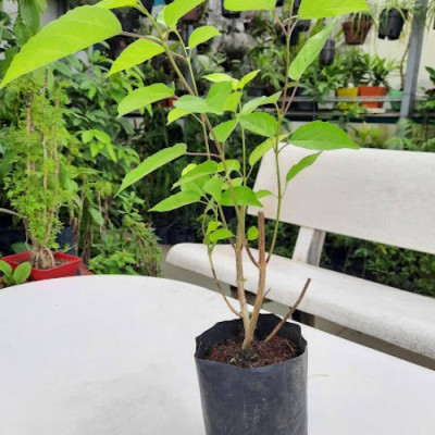 Cây lá cách ( Lá vọng cách)