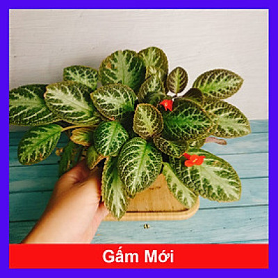 Cây lá gấm giống mới - cây cảnh để bàn + tặng phân bón cho cây