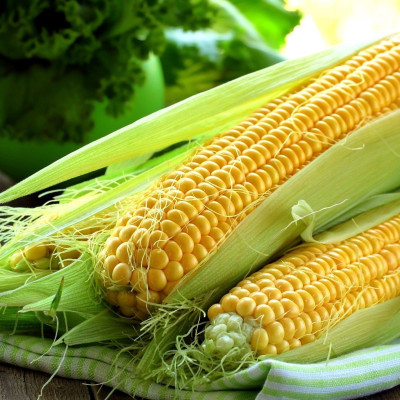 Hạt giống Bắp ngọt F1 - Bắp Vàng Mỹ VTP131